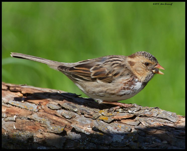 _5SB0002 juvenile harris sparrow.jpg
